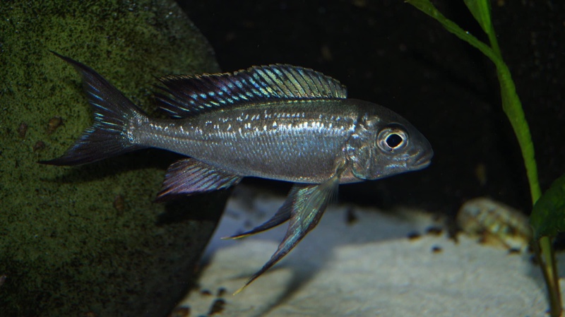 Cyathopharynx sp. 'neon streak' Kanoni